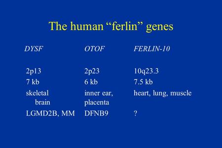 The human “ferlin” genes DYSFOTOFFERLIN-10 2p132p2310q23.3 7 kb6 kb7.5 kb skeletalinner ear,heart, lung, muscle brainplacenta LGMD2B, MMDFNB9?
