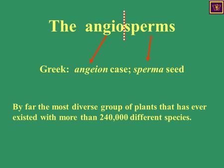 Greek: angeion case; sperma seed By far the most diverse group of plants that has ever existed with more than 240,000 different species. The angiosperms.