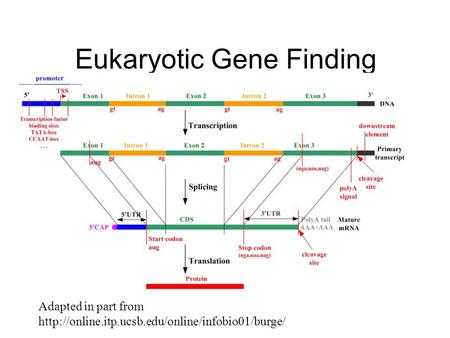 Eukaryotic Gene Finding