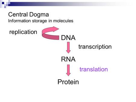 Central Dogma Information storage in molecules DNA RNA Protein transcription translation replication.
