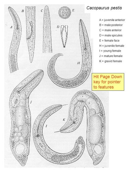 A = juvenile anterior B = male posterior C = male anterior D = male spicules E = female face H = juvenile female I = young female J = mature female K =