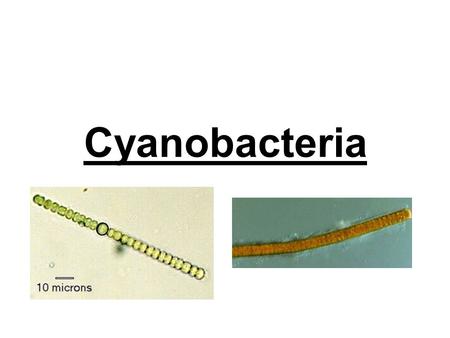 Cyanobacteria.