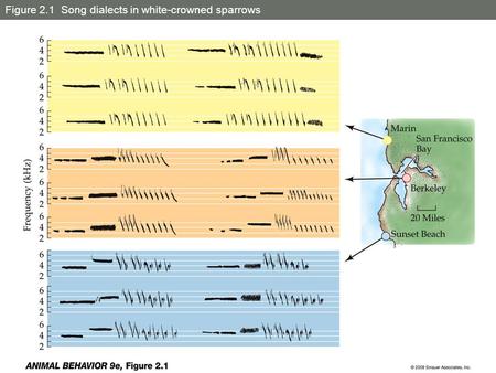 Figure 2.1 Song dialects in white-crowned sparrows.