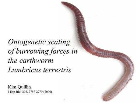 Ontogenetic scaling of burrowing forces in the earthworm Lumbricus terrestris Kim Quillin J Exp Biol 203, 2757-2770 (2000)