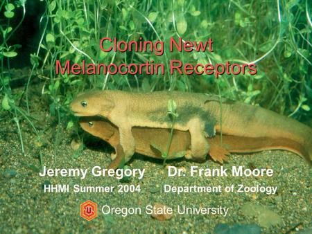 Cloning Newt Melanocortin Receptors Jeremy Gregory HHMI Summer 2004 Dr. Frank Moore Department of Zoology Oregon State University.