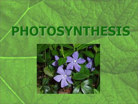 PHOTOSYNTHESIS. Photosynthesis – Making Sugar from Sunlight “ Life is woven out of air by light “ Jacob Moleschott Dutch.