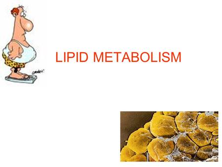 LIPID METABOLISM. HYDROLYSIS ADIPOSE TISSUE 90% of adipose tissue is tryglycerides It supplies energy. Insulation. Provides minor physical protection.