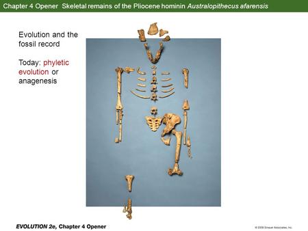 Chapter 4 Opener Skeletal remains of the Pliocene hominin Australopithecus afarensis Evolution and the fossil record Today: phyletic evolution or anagenesis.