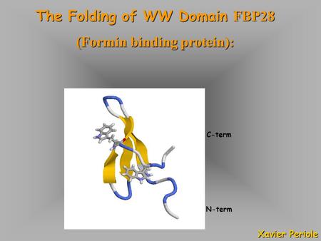 N-term C-term The Folding of WW Domain FBP28 (Formin binding protein): Xavier Periole.
