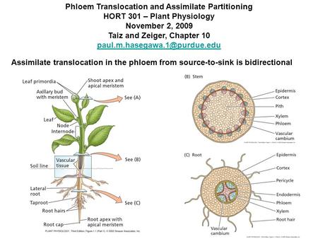 Phloem Translocation and Assimilate Partitioning