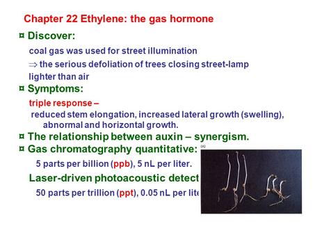 Chapter 22 Ethylene: the gas hormone ¤ Discover: coal gas was used for street illumination  the serious defoliation of trees closing street-lamp lighter.