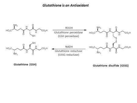 Glutathione is an Antioxidant Glutathione peroxidase (GSH peroxidase) Glutathione reductase (GSSG reductase) ROOH NADH Glutathione (GSH) Glutathione disulfide.