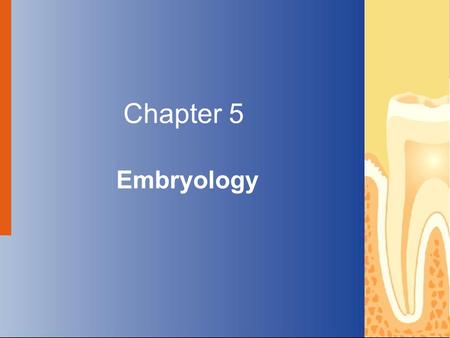 Copyright © 2004 by Delmar Learning, a division of Thomson Learning, Inc. ALL RIGHTS RESERVED. 1 Chapter 5 Embryology.