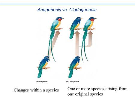 Anagenesis vs. Cladogenesis