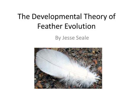 The Developmental Theory of Feather Evolution By Jesse Seale.