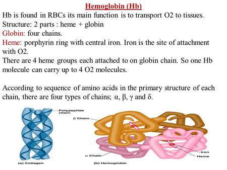 Hemoglobin (Hb) Hb is found in RBCs its main function is to transport O2 to tissues. Structure: 2 parts : heme + globin Globin: four chains. Heme: porphyrin.
