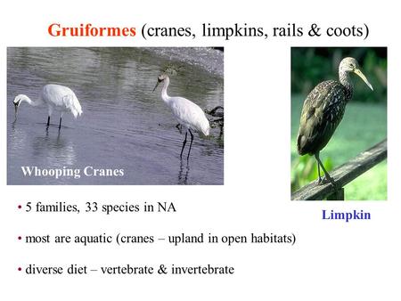 Gruiformes (cranes, limpkins, rails & coots) Whooping Cranes Limpkin 5 families, 33 species in NA most are aquatic (cranes – upland in open habitats) diverse.