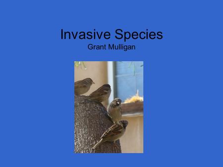 Invasive Species Grant Mulligan. Outline Invasive Birds Invasive Plants Climate Change.