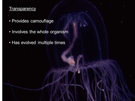 Transparency Provides camouflage Involves the whole organism Has evolved multiple times.