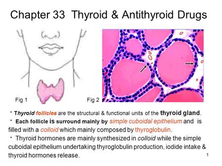 1 Chapter 33 Thyroid & Antithyroid Drugs Fig 1Fig 2 ＊ Thyroid follicles are the structural & functional units of the thyroid gland. ＊ Each follicle is.