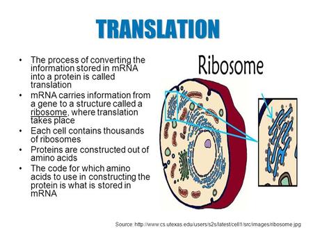 TRANSLATION The process of converting the information stored in mRNA into a protein is called translation mRNA carries information from a gene to a structure.