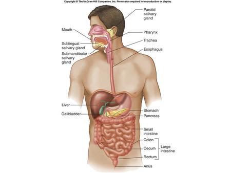 The major function of the GI system is absorption of nutrients.. https://eapbiofield.wikispaces.com/Digestive+System+Wilson The surface area of the intestine.