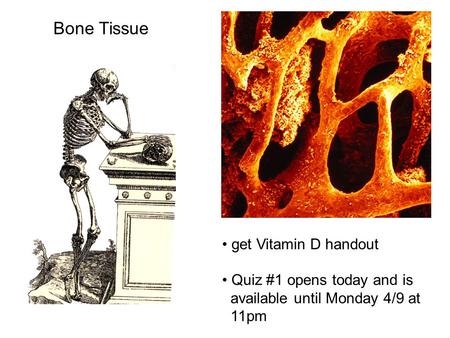 Bone Tissue get Vitamin D handout Quiz #1 opens today and is