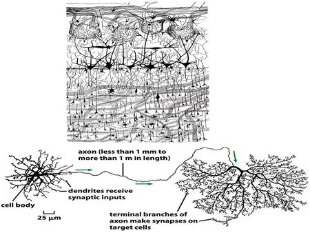 5 um/sec La crescita di un neurite è determinata dall’apposizione di nuovi elementi citoscheletrici e di membrana La direzione di.