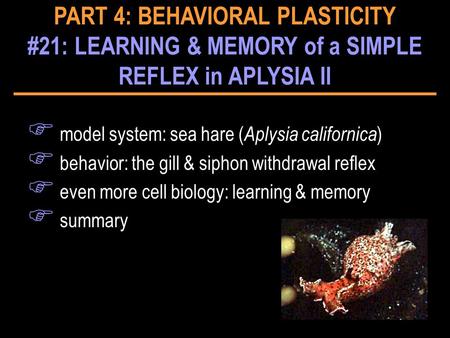 F model system: sea hare ( Aplysia californica ) F behavior: the gill & siphon withdrawal reflex F even more cell biology: learning & memory F summary.