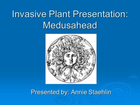 Invasive Plant Presentation: Medusahead Presented by: Annie Staehlin.