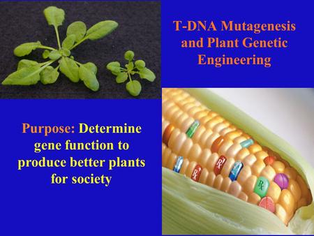T-DNA Mutagenesis and Plant Genetic Engineering Purpose: Determine gene function to produce better plants for society.