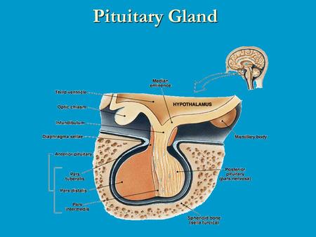 Pituitary Gland. Pituitary development: The “Master Gland” The pituitary has been called the “Master” gland in the body. This is because most of the.