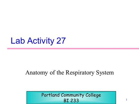 1 Lab Activity 27 Anatomy of the Respiratory System Portland Community College BI 233.
