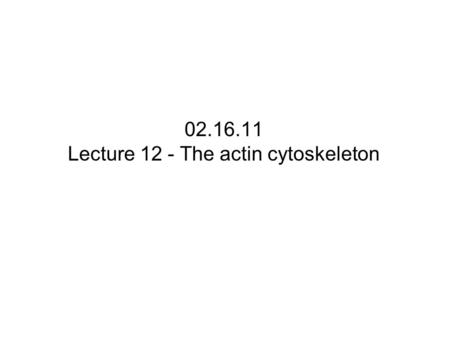 02.16.11 Lecture 12 - The actin cytoskeleton. Actin filaments allow cells to adopt different shapes and perform different functions VilliContractile bundles.