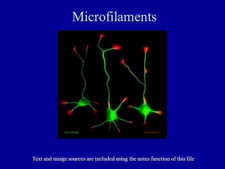 Microfilaments In this chapter of our web text, we will examine the architecture of the Actin Microfilament Cytoskeleton. Microfilaments are polymers of.