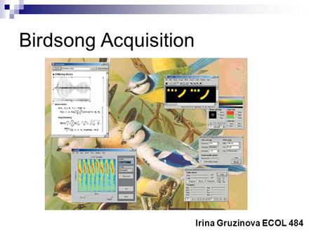Birdsong Acquisition Irina Gruzinova ECOL 484. Birdsong Acquisition: Innate/Learned Behavior Great vocalization diversity and generally species-specific.