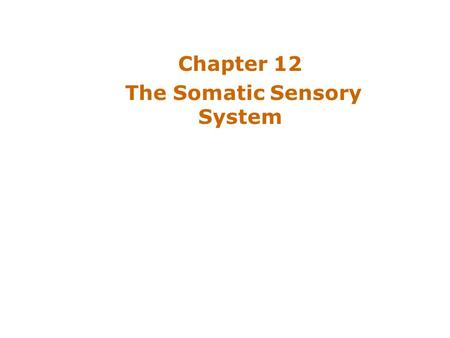 Chapter 12 The Somatic Sensory System. Introduction Somatic Sensation –Enables body to feel, ache, chill –Responsible for touch and pain –Somatic sensory.