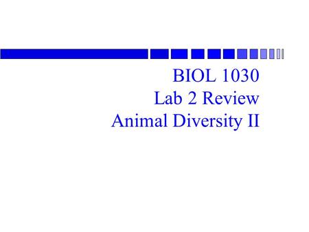BIOL 1030 Lab 2 Review Animal Diversity II. Lab 2 Review 1 Identify the organism shown. Phylum Annelida Phylum Mollusca Phylum Arthropoda.