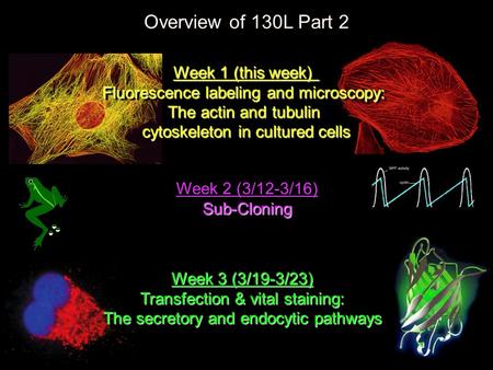 Overview of 130L Part 2 Week 3 (3/19-3/23) Transfection & vital staining: The secretory and endocytic pathways Week 3 (3/19-3/23) Transfection & vital.