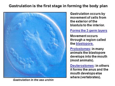 Gastrulation is the first stage in forming the body plan