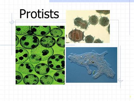 1 Protists. 2 2 Protista Classifying Protists General Biology of Protists The Kingdom Protista is divided into four major groups, not technical divisions.