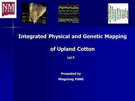 Integrated Physical and Genetic Mapping of Upland Cotton Lei E Presented by Mingxiong PANG.