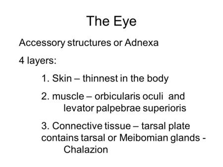 The Eye Accessory structures or Adnexa 4 layers: 1. Skin – thinnest in the body 2. muscle – orbicularis oculi and levator palpebrae superioris 3. Connective.