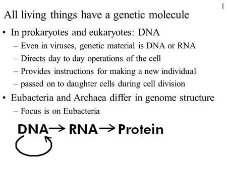 All living things have a genetic molecule In prokaryotes and eukaryotes: DNA –Even in viruses, genetic material is DNA or RNA –Directs day to day operations.