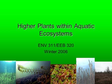 Higher Plants within Aquatic Ecosystems ENV 311/EEB 320 Winter 2006.