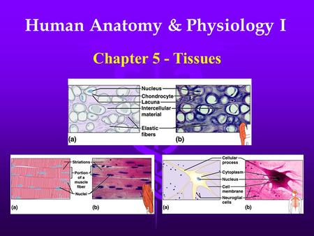 Human Anatomy & Physiology I