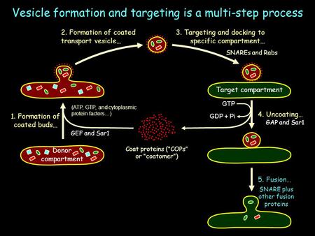 Vesicle formation and targeting is a multi-step process