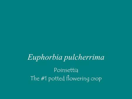 Euphorbia pulcherrima Poinsettia The #1 potted flowering crop.