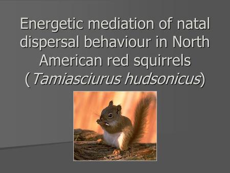 Energetic mediation of natal dispersal behaviour in North American red squirrels (Tamiasciurus hudsonicus)