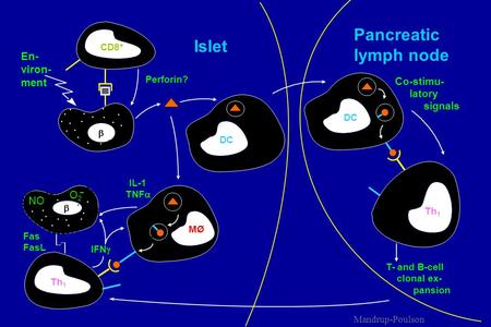   O2O2 NO Co-stimu- latory signals DC CD8 + Perforin? Th 1 IFN  MØ IL-1 TNF  Islet Pancreatic lymph node Th 1 T- and B-cell clonal ex- pansion DC En-